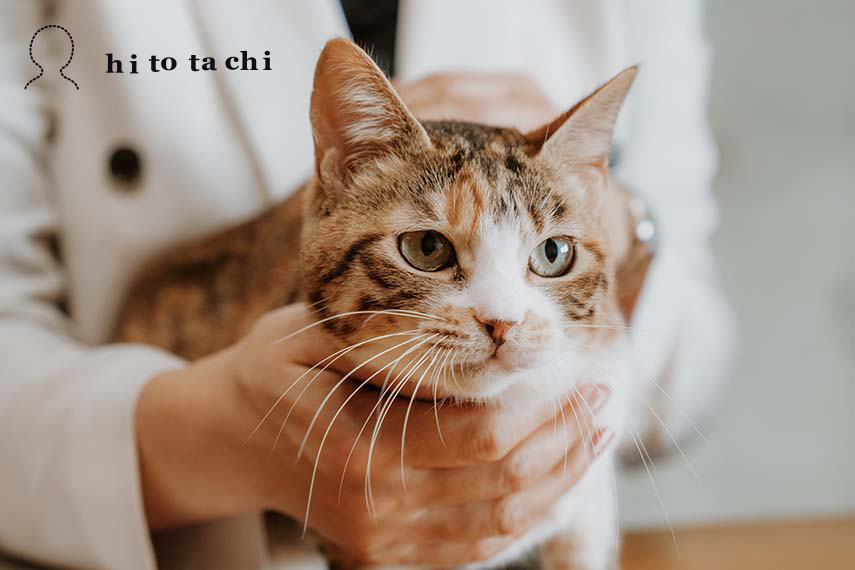 ネコ用品メーカー〈nekozuki〉が大切にする、ネコの暮らしと健康のための商品づくり