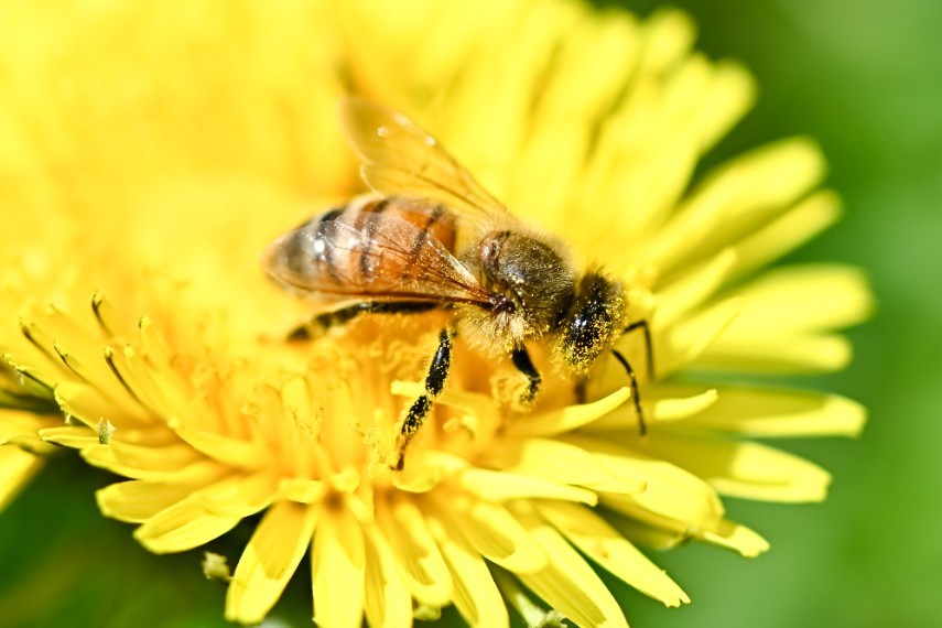 放置すると野菜や果物、穀物の生産不足も引き起こす…姿を消しつつあるミツバチを救え！世界中の企業が参戦する「養蜂テック」とは